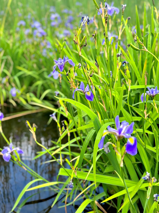 Blue Flag Iris - 4" Pot
