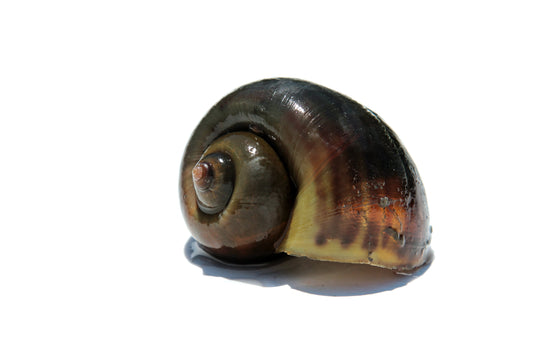 Black Mystery Snail