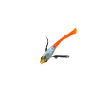 Platinum Red Tail Elephant Ear Guppy-Nu Aqua Bred