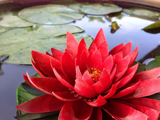 Hardy Water Lillies - Packaged