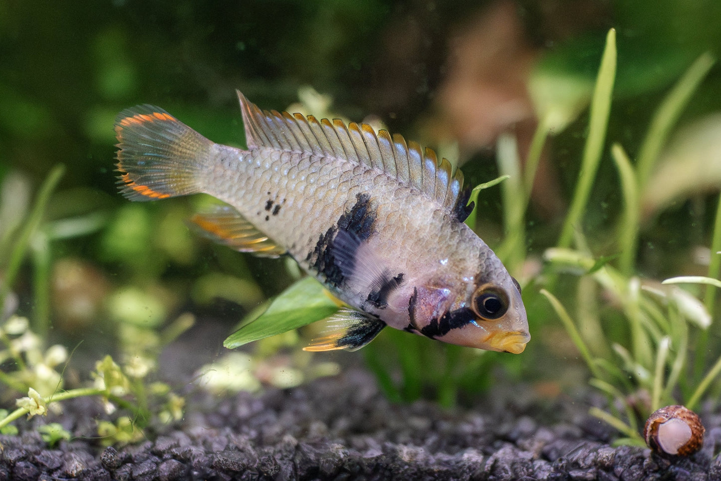 Apistogramma Panduro-S UNSEXED