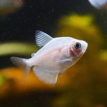 White Skirt Tetra