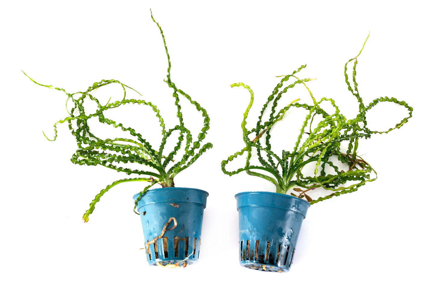 Crinum Calamistratum