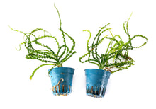 Crinum Calamistratum