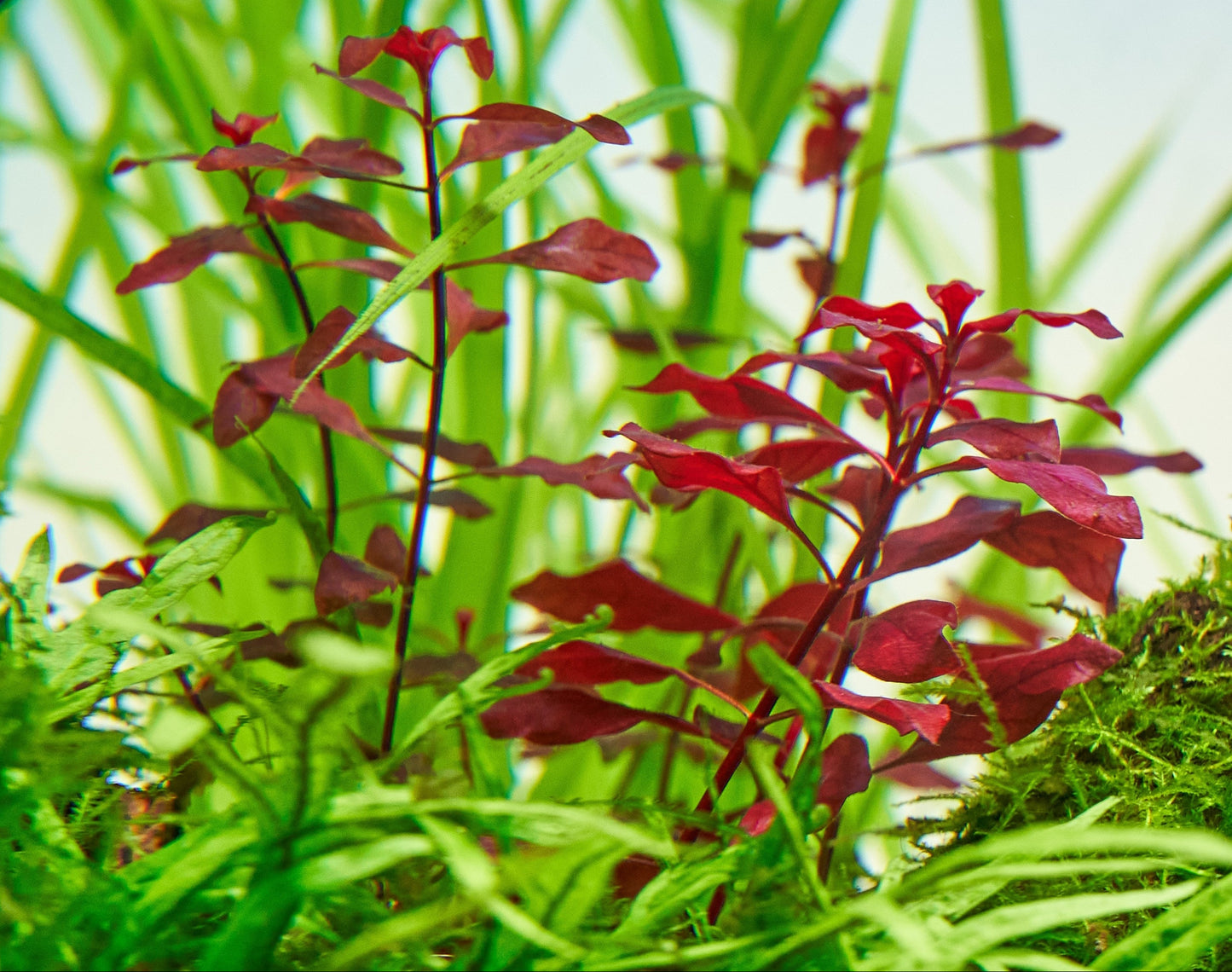 Ludwigia peruensis