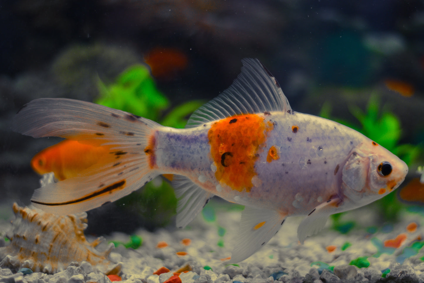 Shubunkin Goldfish 3-5"