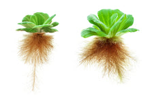 Water lettuce