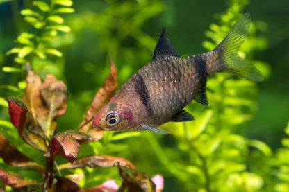 Black Ruby Barb-Lg