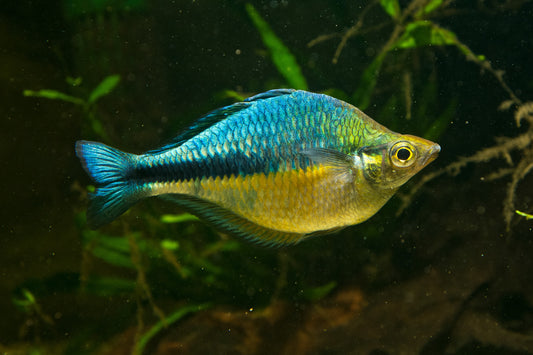 Turquoise Rainbow-M/L