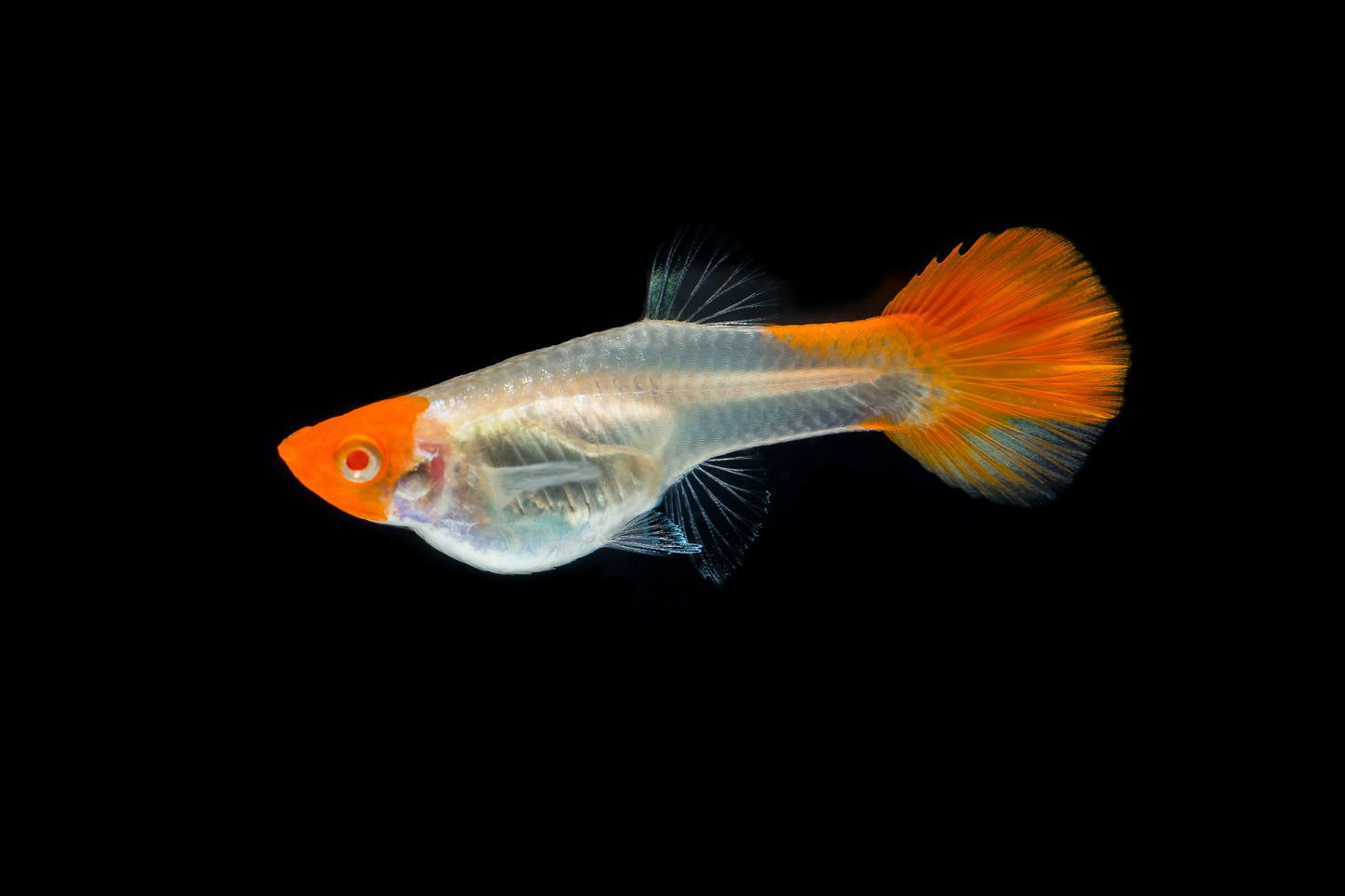 Albino Koi Guppy Pairs- Locally Bred