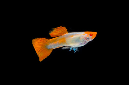 Albino Koi Guppy Pairs- Locally Bred