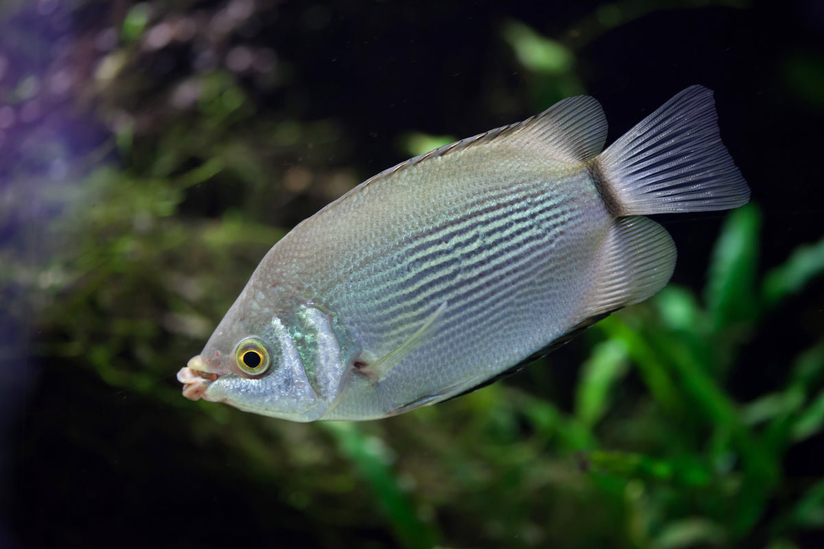 Kissing Gourami-WIld Type