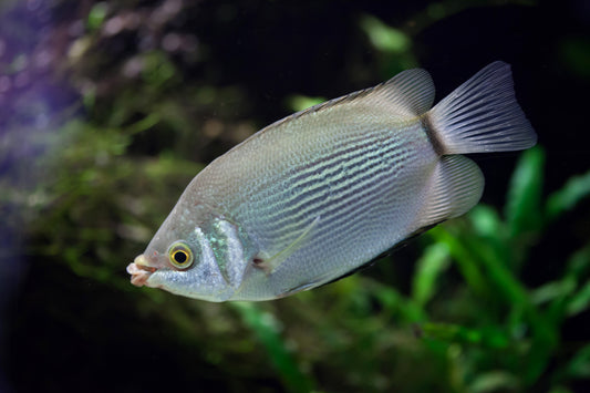 Kissing Gourami-WIld Type