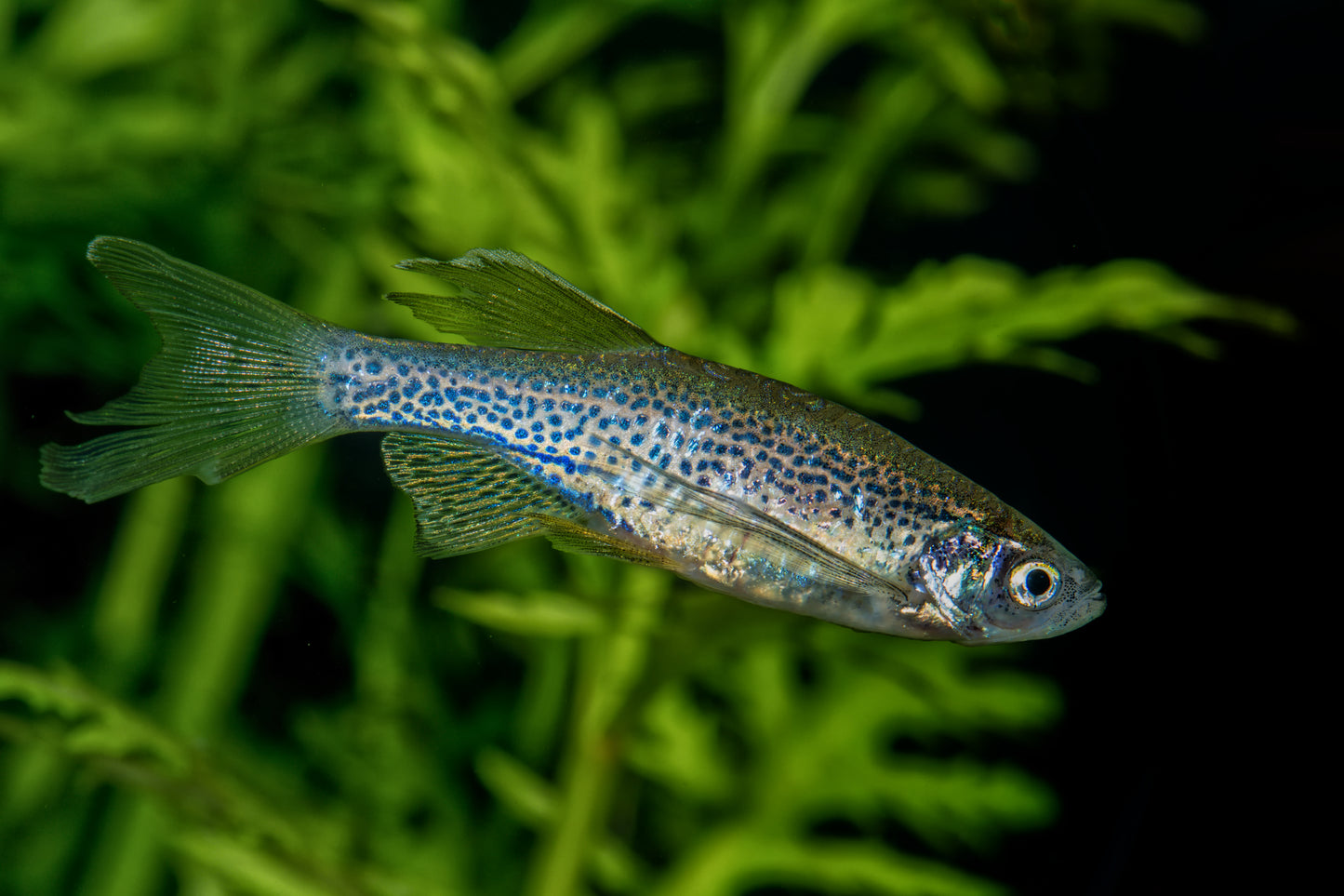 Longfin Blue Danio
