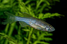 Longfin Blue Danio