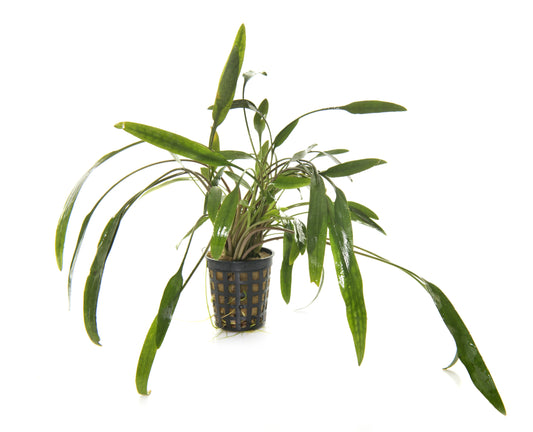 Cryptocoryne lucens