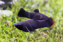 Black Yucatan Molly