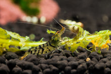 Raccoon Tiger Shrimp-L