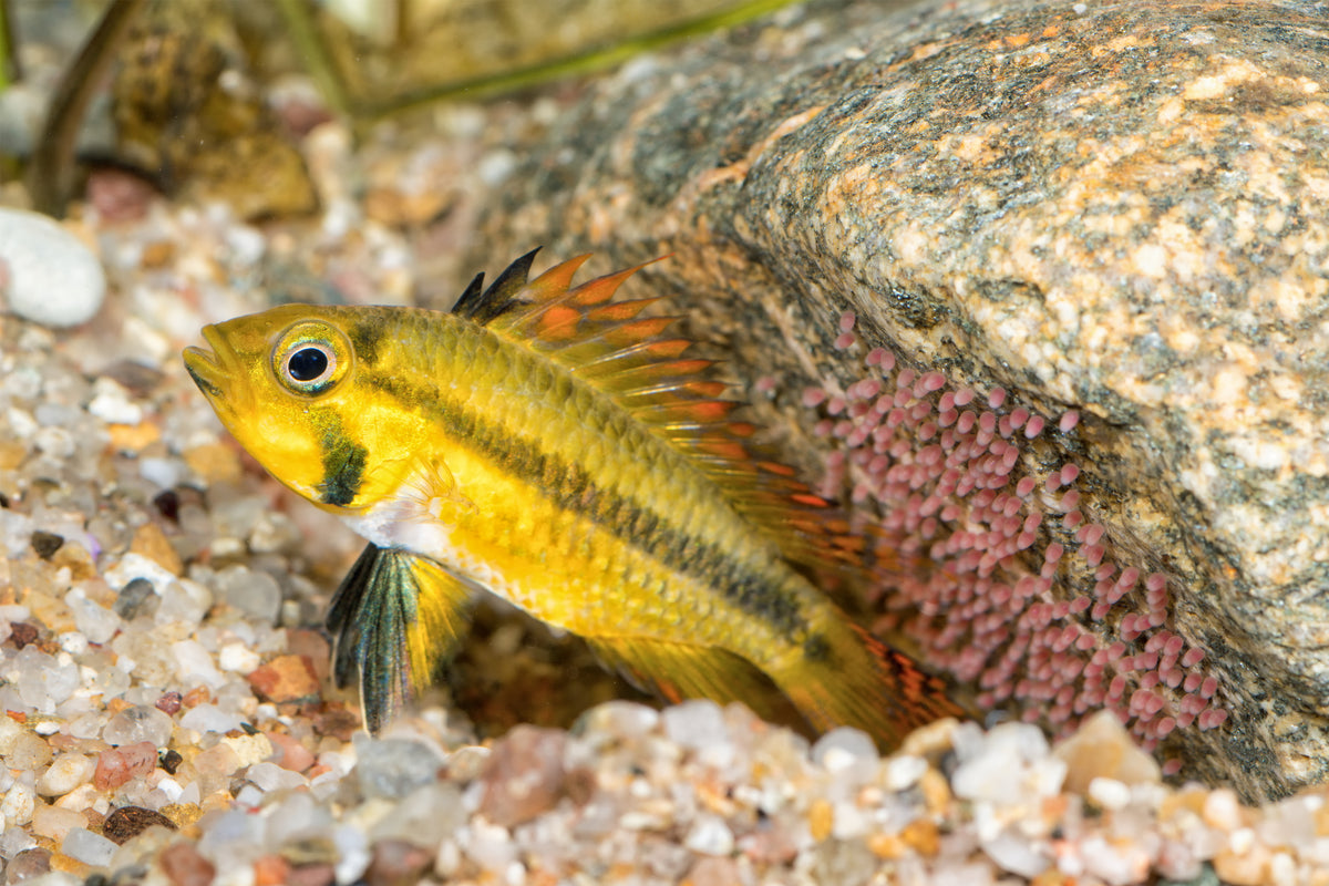 Apistogramma breeding help | The Planted Tank Forum Apistogramma breeding help | The Planted Tank Forum