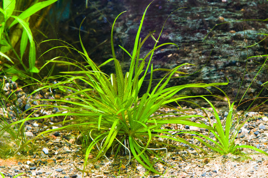 Blyxa Japonica