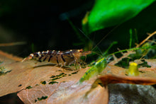 Raccoon Tiger Shrimp-L