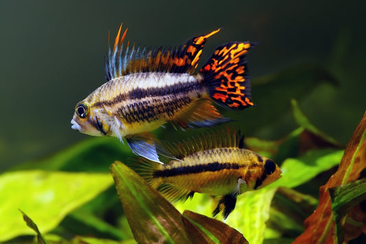 Apistogramma Cacatuoides- WILD Peru UNSEXED