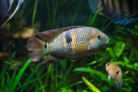 Yellow Acara- 2.5-3.5"