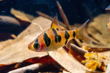 Snakeskin Barb