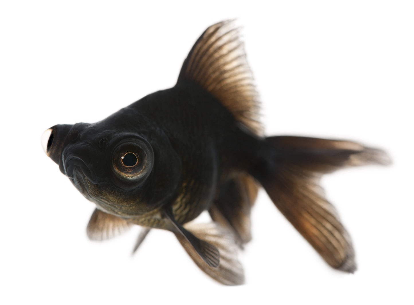 Black Moor Goldfish 2-3"