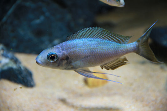 Ophthalmotilapia Ventralis “Blue Gold Tip”