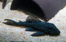 L128 Blue Phantom Pleco-Small