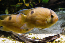 Keyhole Cichlid- S 1.5"
