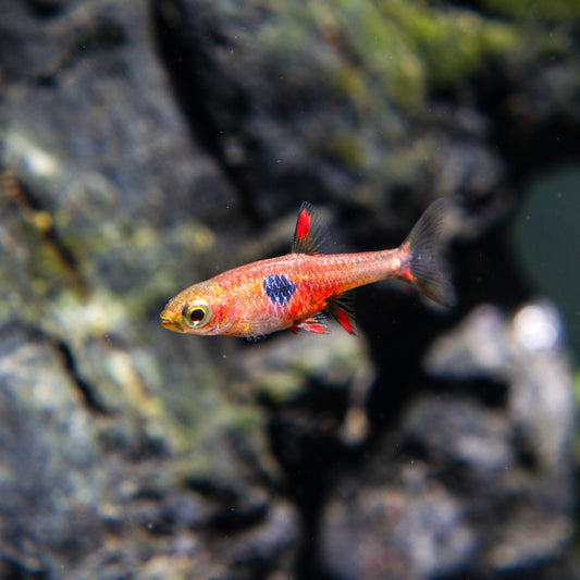 Strawberry Rasbora