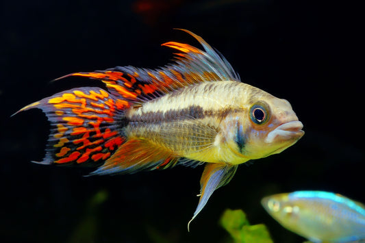 Apistogramma Cacatuoides- WILD Peru UNSEXED
