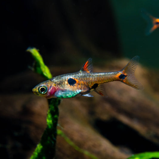 Strawberry Rasbora