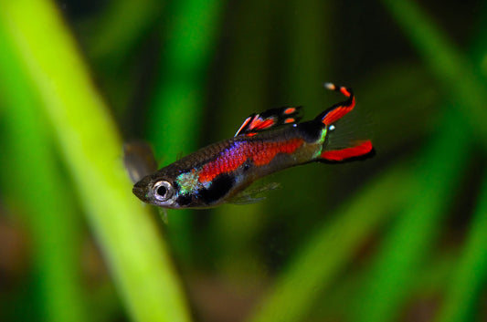 Black Bar Endler's Livebearer PAIR