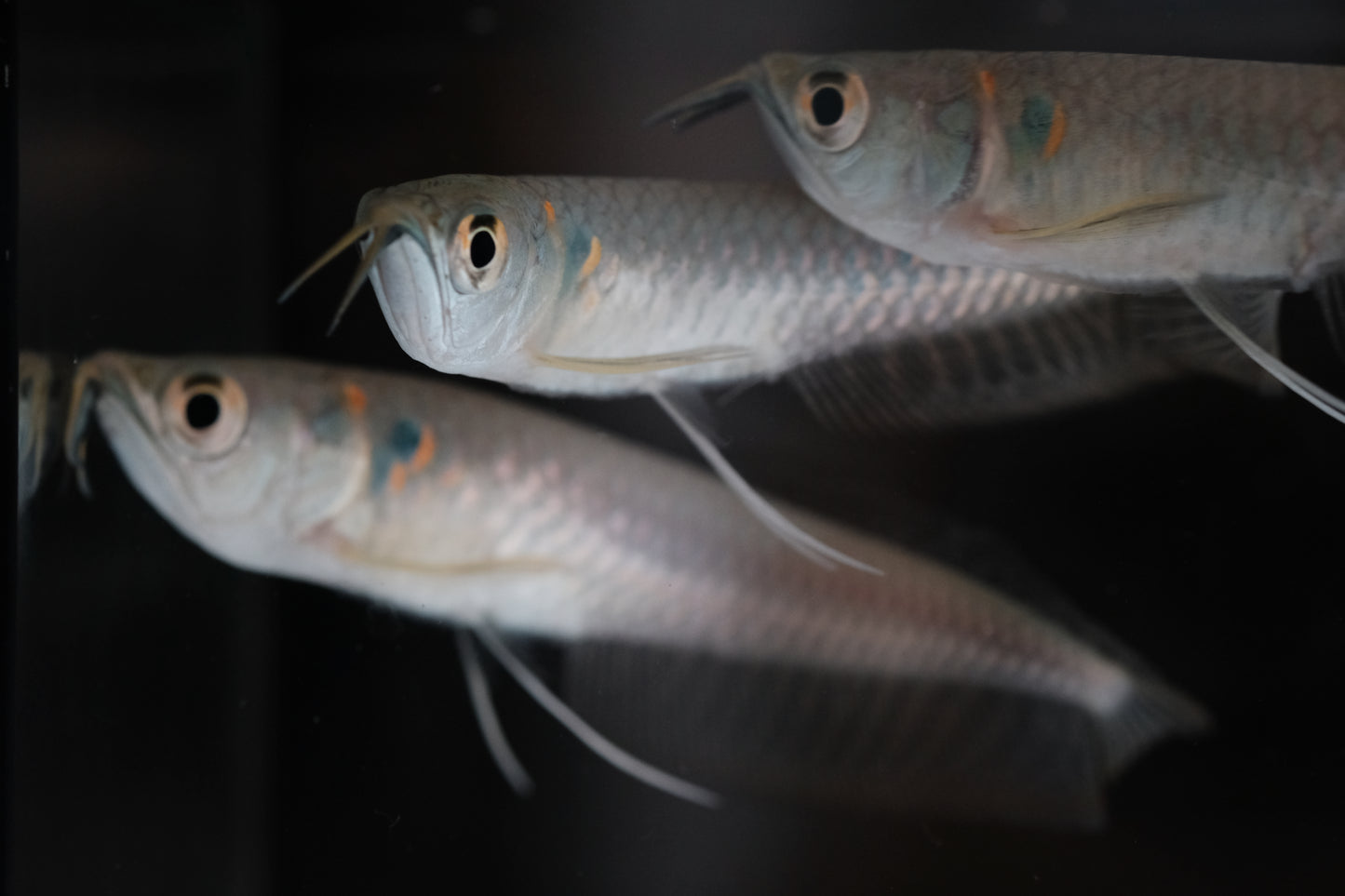 Silver Arowana 3-4"