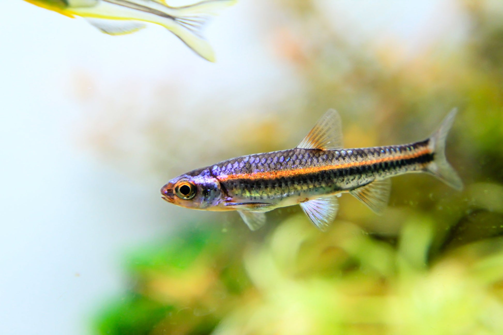 Rainbow Shiner Minnow – Nu Aqua - Main Image