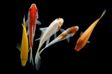 Koi