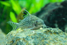 Reticulated Corydoras-L