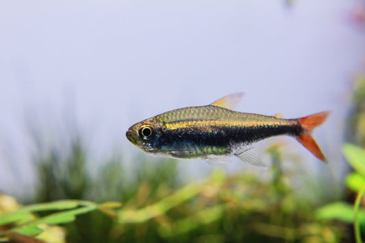 Loreto Tetra