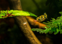 Pea Puffer