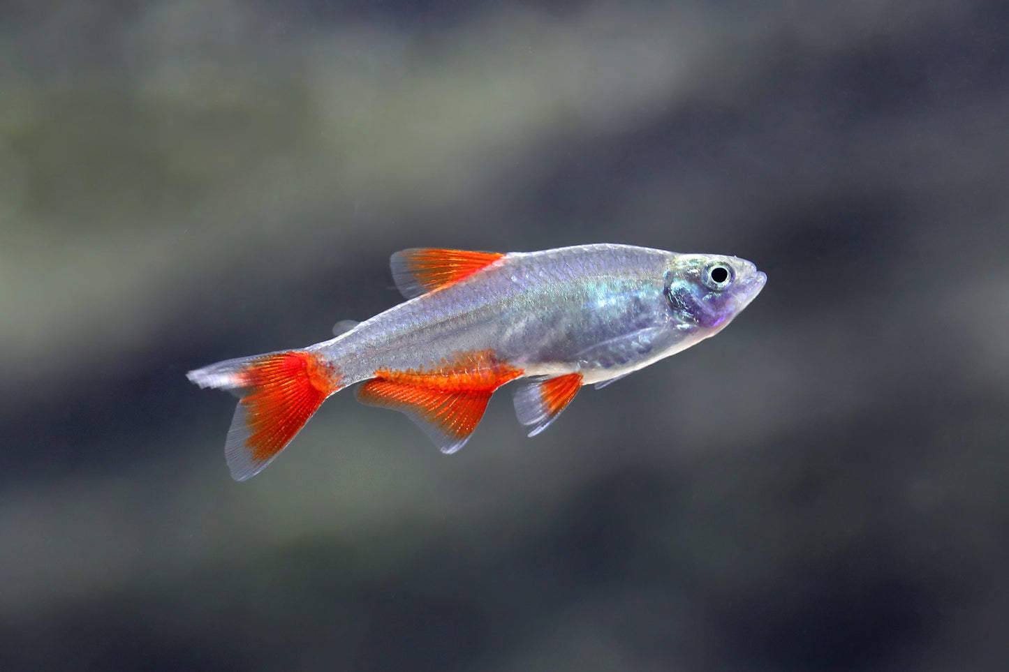 Bloodfin Tetra