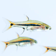 Exclamation Point Rasbora