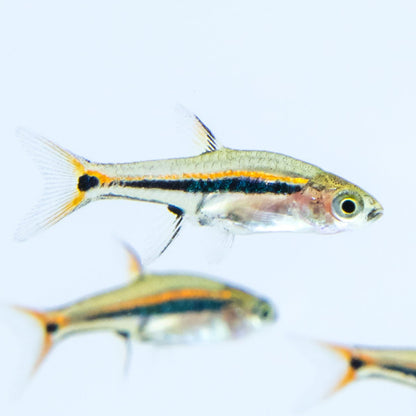 Exclamation Point Rasbora