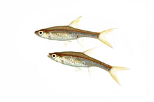 Red Line Rasbora