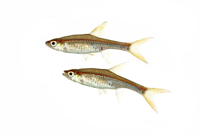 Red Line Rasbora