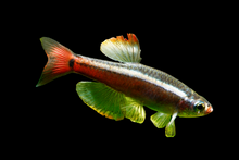 Vietnamese White Cloud